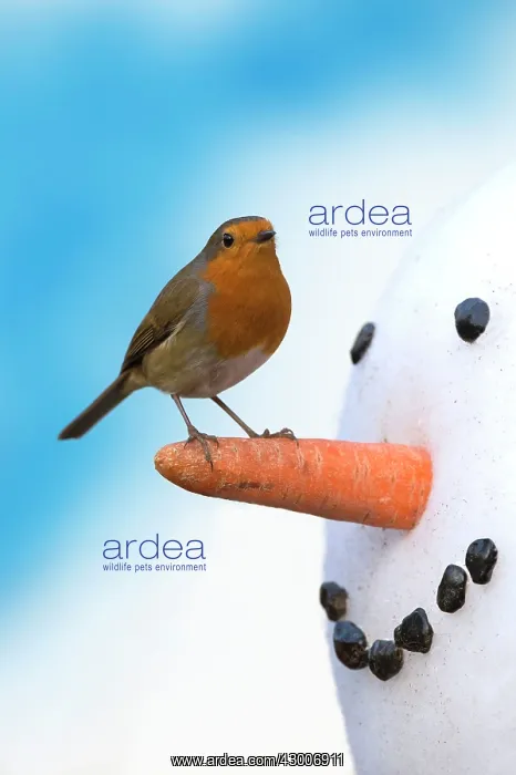  : Robin on carrot nose of snowman