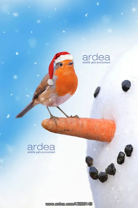 : Robin - on carrot nose of snowman wearing a Christmas hat. Digital Manipulation : Robin - on carrot nose of snowman wearing a Christmas hat. Digital Manipulation