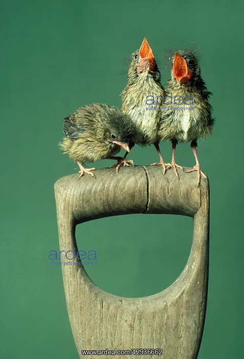 : Robin - three chicks on spade handle singing : Robin - three chicks on spade handle singing