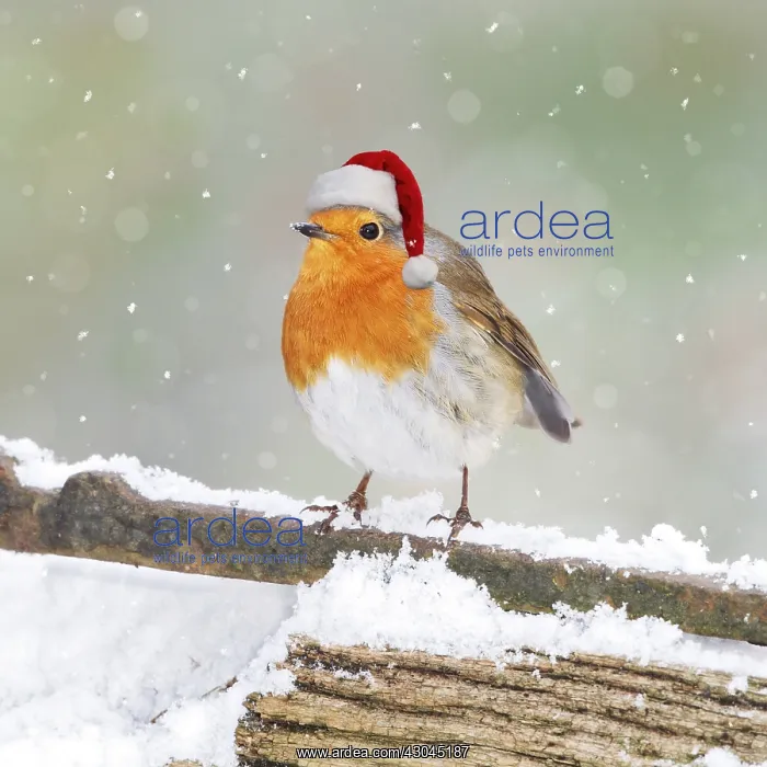 : Robin, with Christmas hat on snowy gate 008001 : Robin, with Christmas hat on snowy gate 008001