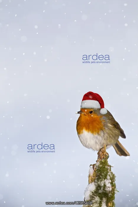 : Robin, with Christmas hat on stump in snow, West : Robin, with Christmas hat on stump in snow, West