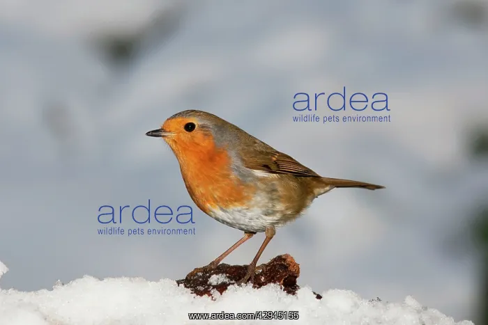  : Robin - close up snow