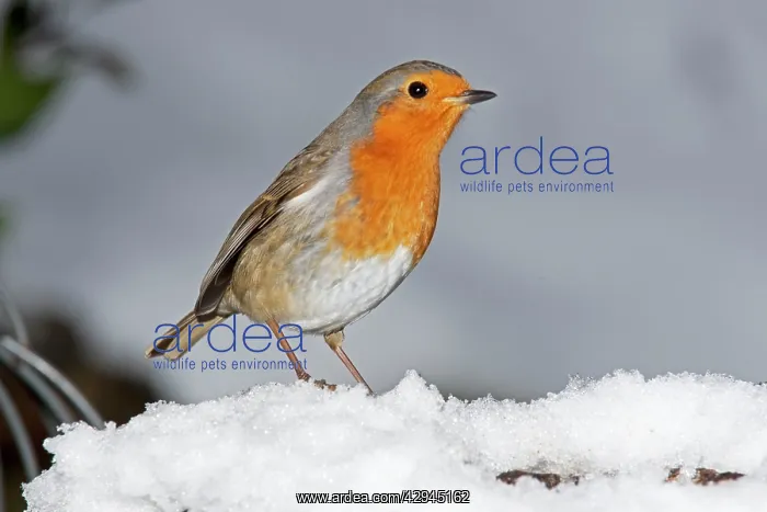 : Robin - close up in snow : Robin - close up in snow