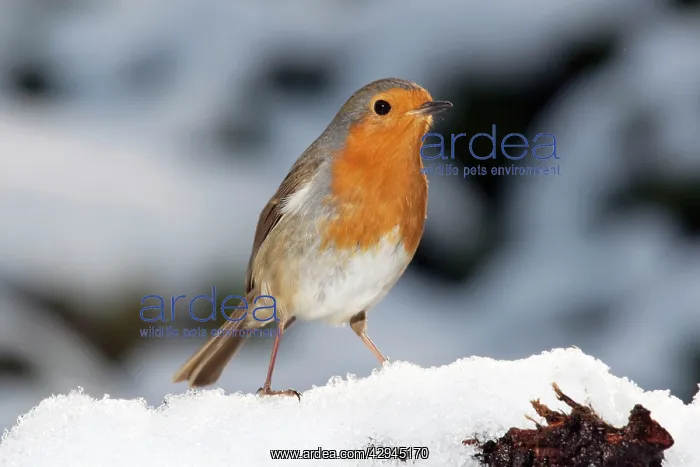 : Robin - close up in snow : Robin - close up in snow
