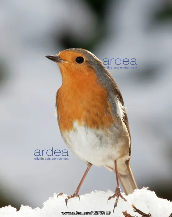 : Robin - close up in snow : Robin - close up in snow