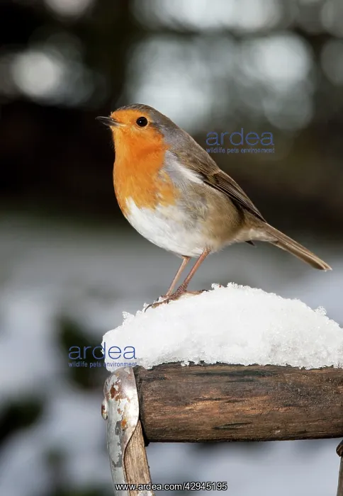 : Robin - close up on snow covered spade handle : Robin - close up on snow covered spade handle