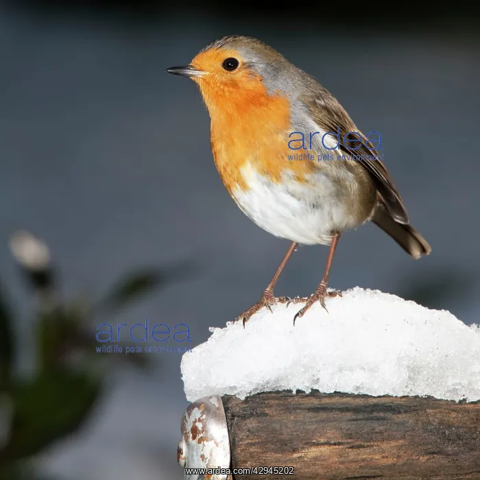 : Robin - close up on snow covered spade handle : Robin - close up on snow covered spade handle