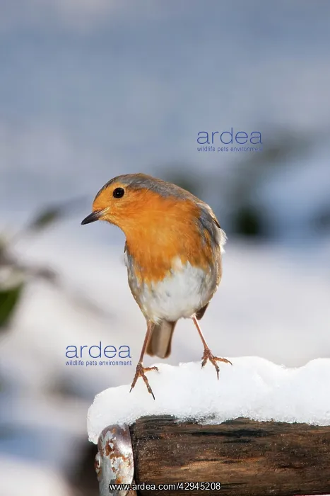 : Robin - close up on snow covered spade handle : Robin - close up on snow covered spade handle