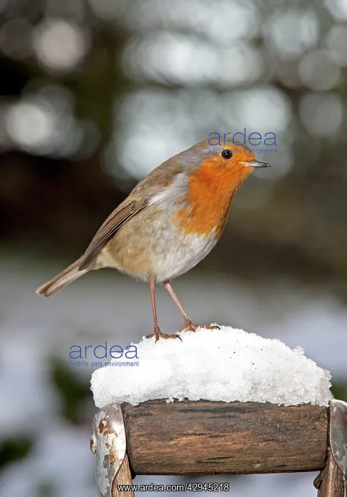 : Robin- close up on snow covered spade handle : Robin- close up on snow covered spade handle
