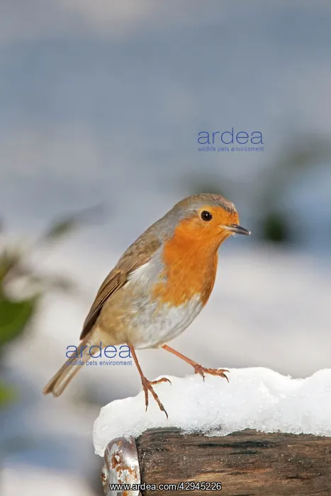 : Robin - close up on snow covered spade handle : Robin - close up on snow covered spade handle