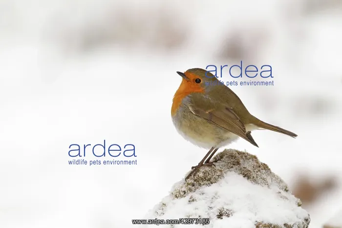 : Robin - on a cold winters morning - December : Robin - on a cold winters morning - December