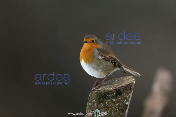  : Robin - Cornwall - UK