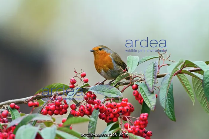 : Robin - on cotoneaster berries : Robin - on cotoneaster berries