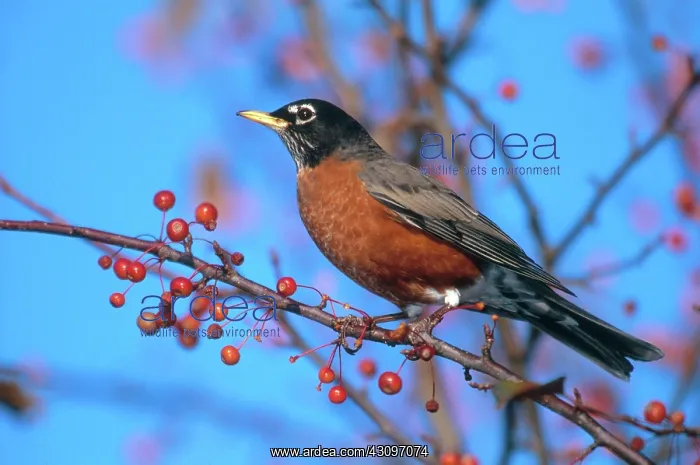 : Robin in Crabapple Tree : Robin in Crabapple Tree
