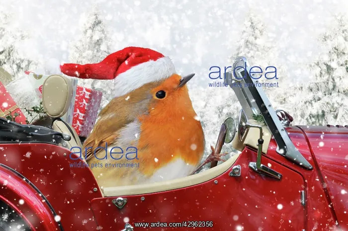: Robin driving a sports car through Christmas winter scene : Robin driving a sports car through Christmas winter scene