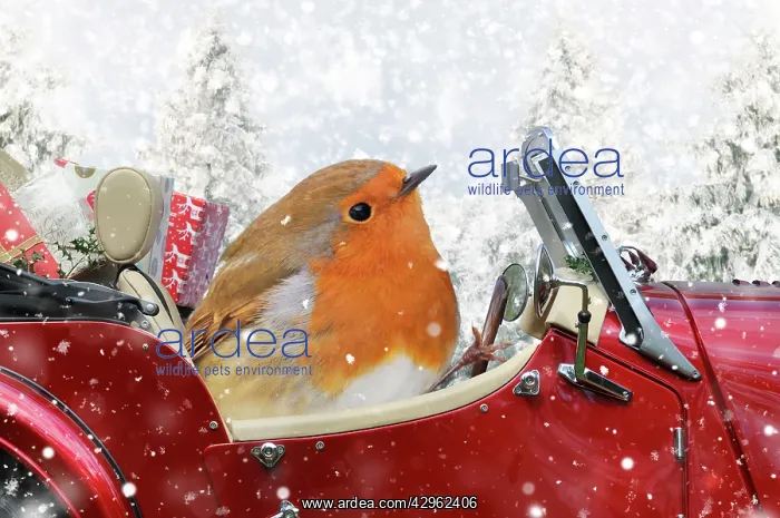 : Robin driving a sports car through Christmas winter scene : Robin driving a sports car through Christmas winter scene