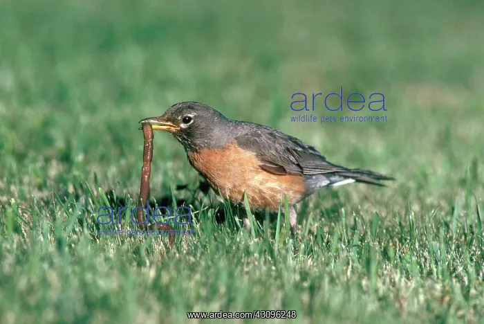 : Robin with Earthworm : Robin with Earthworm
