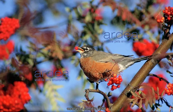 : Robin Eating Berries : Robin Eating Berries