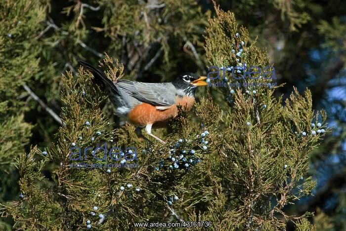 : Robin Eating Berries : Robin Eating Berries