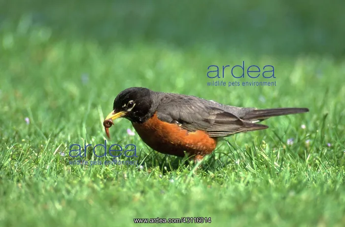 : Robin Eating Earthworm : Robin Eating Earthworm