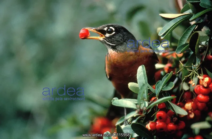 : Robin Eating Pyracantha berries : Robin Eating Pyracantha berries