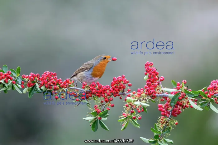  : Robin - Eating Pyracantha Berry - UK