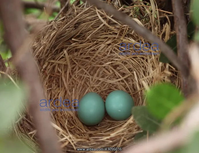 : Robin Eggs : Robin Eggs