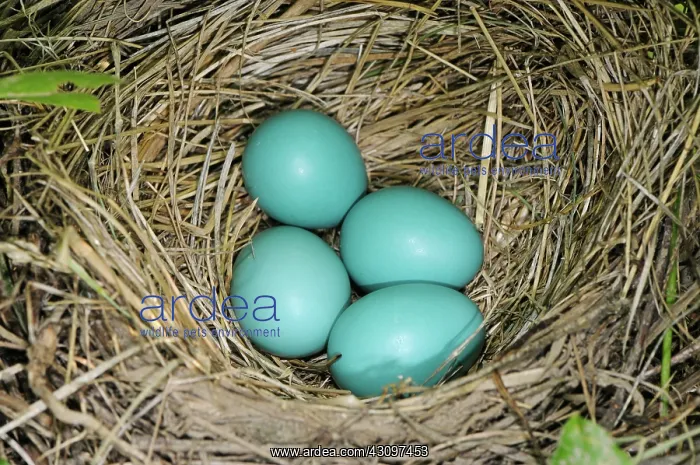 : Robin Eggs : Robin Eggs