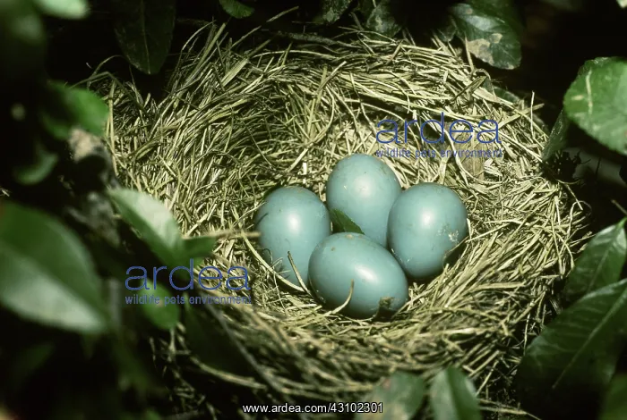 : Robin eggs in nest : Robin eggs in nest