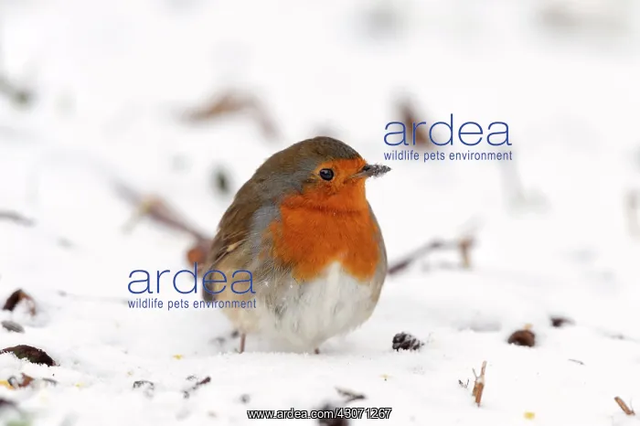 : Robin (Erihacus rubecula) perched on the ground in the snow : Robin (Erihacus rubecula) perched on the ground in the snow