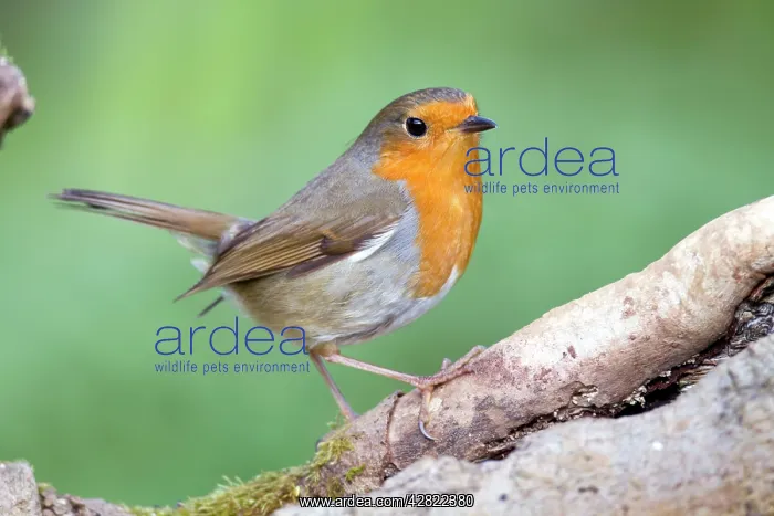 : Robin (Erithacus rubecula) : Robin (Erithacus rubecula)