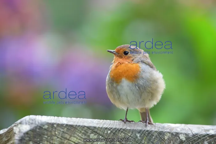 : Robin (Erithacus rubecula) : Robin (Erithacus rubecula)