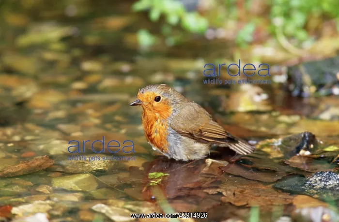  : ROBIN (Erithacus rubecula)