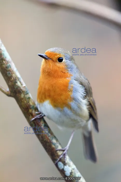  : Robin (Erithacus rubecula)