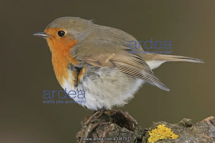 : Robin, (Erithacus rubecula), Battenberg, Tiszaalp r : Robin, (Erithacus rubecula), Battenberg, Tiszaalp r