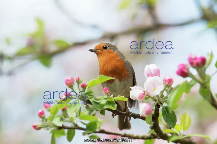 : Robin (Erithacus rubecula). on blossoming apple tree : Robin (Erithacus rubecula). on blossoming apple tree