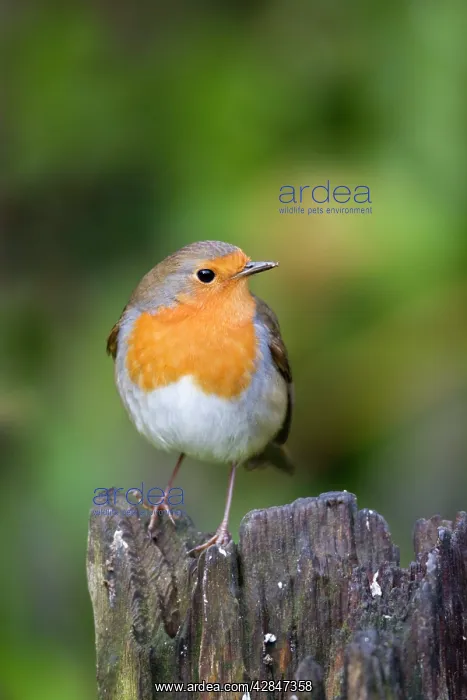  : Robin (Erithacus rubecula). Cornwall - UK