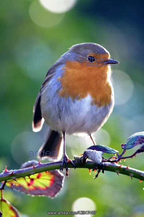  : Robin (Erithacus rubecula). Cornwall - UK