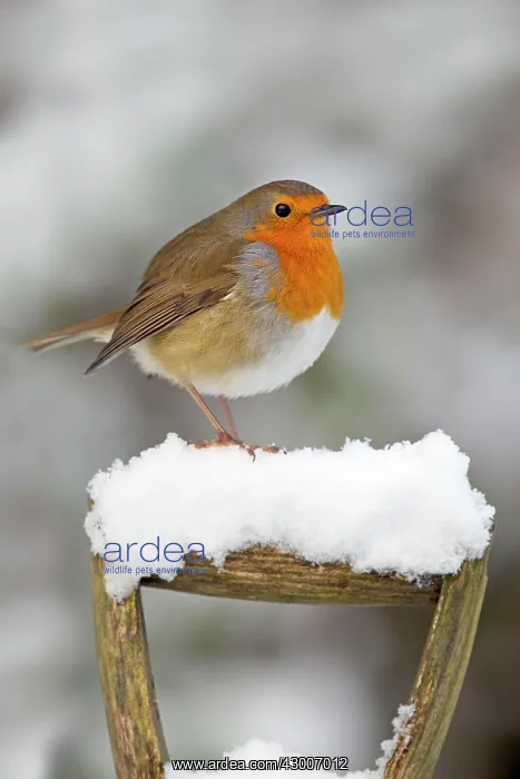 : Robin (Erithacus rubecula). on garden fork handle in snow - UK : Robin (Erithacus rubecula). on garden fork handle in snow - UK