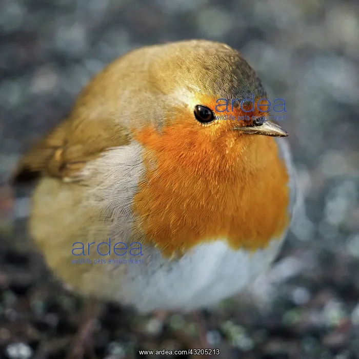 : Robin (Erithacus rubecula) on the Ground : Robin (Erithacus rubecula) on the Ground
