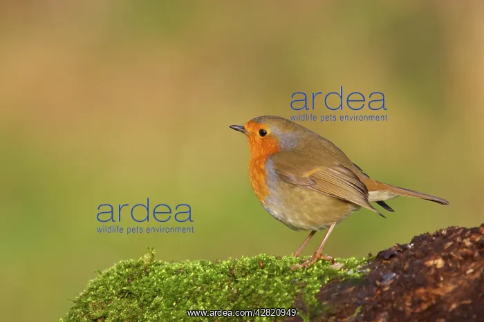 : Robin (Erithacus rubecula). Lea Valley Country Park, Essex, UK : Robin (Erithacus rubecula). Lea Valley Country Park, Essex, UK