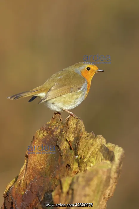 : Robin (Erithacus rubecula). Lea Valley Country Park, Essex, UK : Robin (Erithacus rubecula). Lea Valley Country Park, Essex, UK