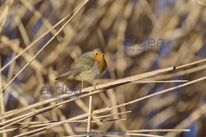 : Robin (Erithacus rubecula), looking to the side : Robin (Erithacus rubecula), looking to the side