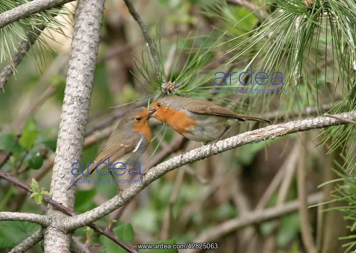  : Robin (Erithacus rubecula). Male feeding female