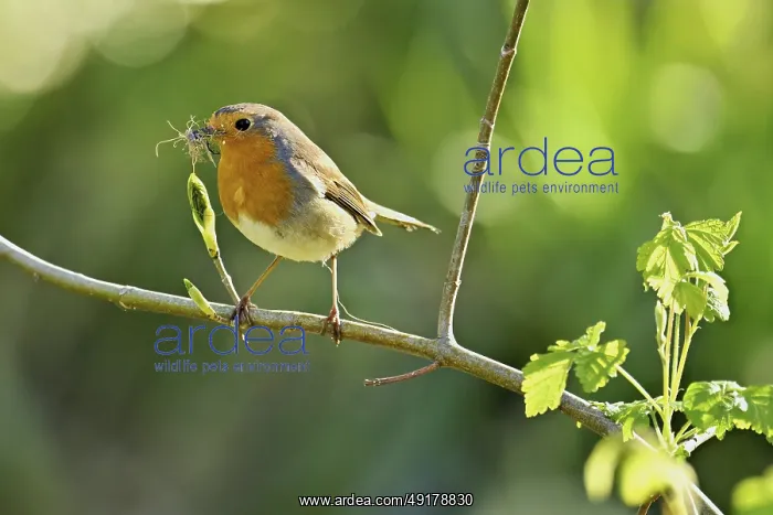 : Robin (Erithacus rubecula), with nesting material sitting on a branch : Robin (Erithacus rubecula), with nesting material sitting on a branch