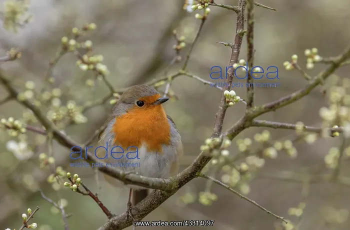 : Robin, Erithacus rubecula, perched in Blackthorn : Robin, Erithacus rubecula, perched in Blackthorn