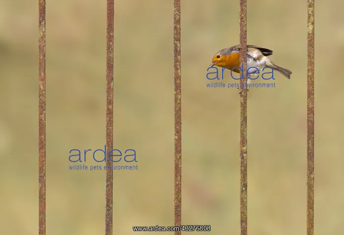: Robin (Erithacus rubecula) perched on a steel rod : Robin (Erithacus rubecula) perched on a steel rod