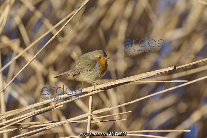 : Robin (Erithacus rubecula), between reeds in natural surroundings : Robin (Erithacus rubecula), between reeds in natural surroundings