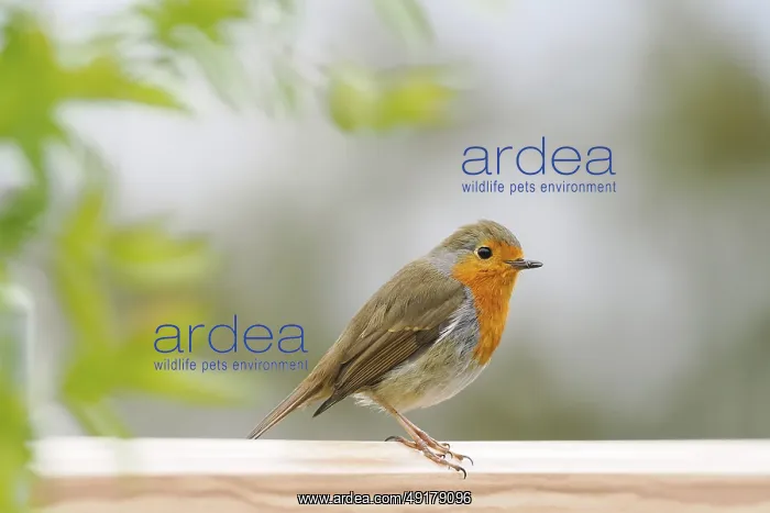 : A robin (Erithacus rubecula) sits peacefully on a wooden railing against a blurred background : A robin (Erithacus rubecula) sits peacefully on a wooden railing against a blurred background