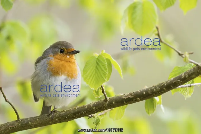: Robin (Erithacus rubecula) sitting on a branch with fresh spring leaves : Robin (Erithacus rubecula) sitting on a branch with fresh spring leaves